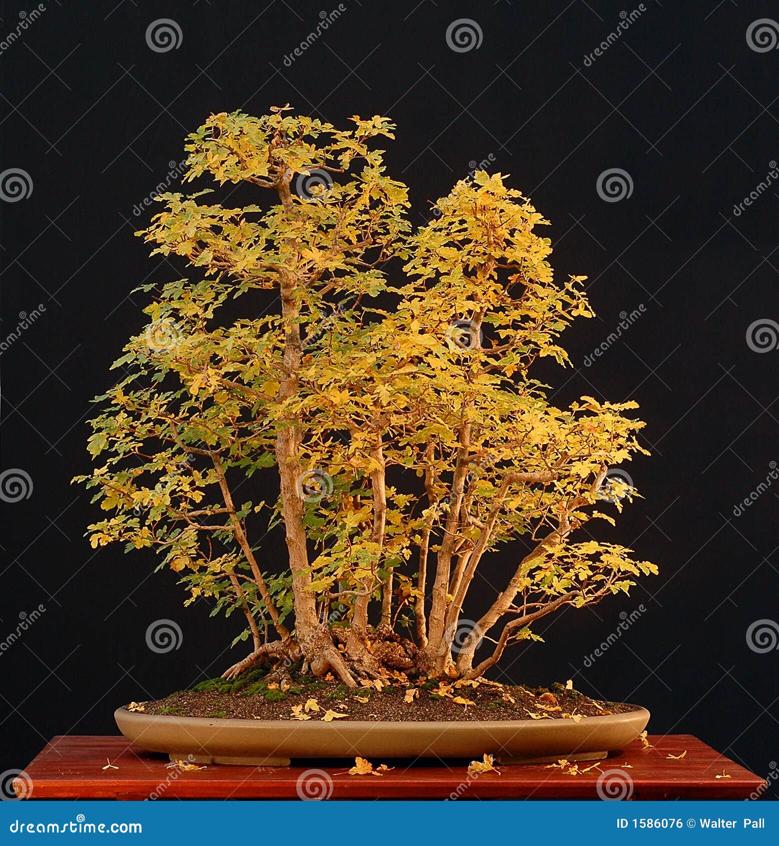 Field maple bonsai in fall color stock photo