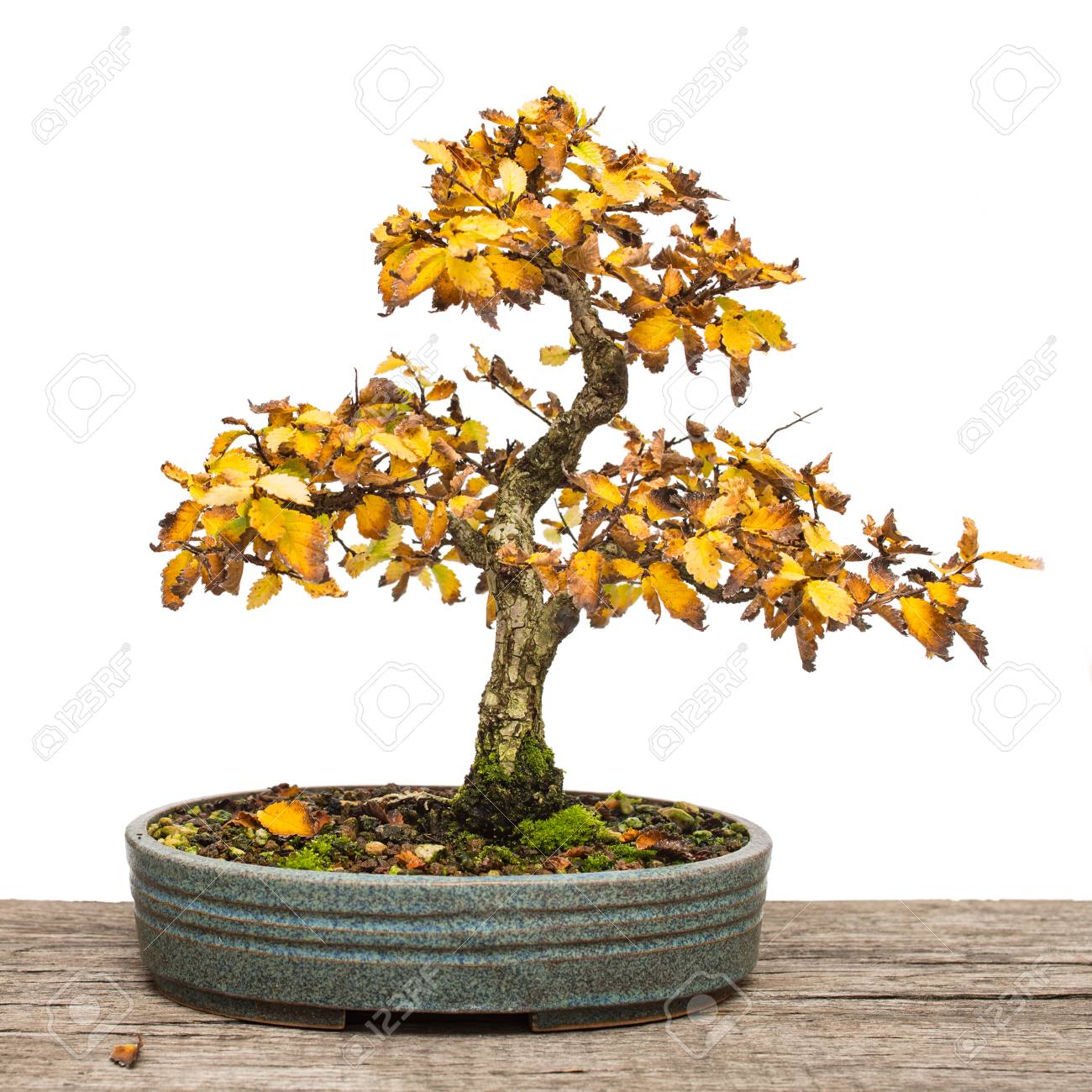 White isolated elm ulmus as bonsai tree in yellow autumn colouring stock photo picture and royalty free image image