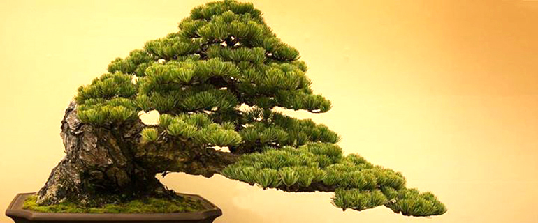 Bonsai bark promoting and expanding the bonsai universe page