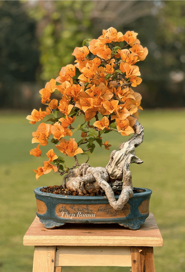 Bougainvillea glabra thep bonsai rbonsai