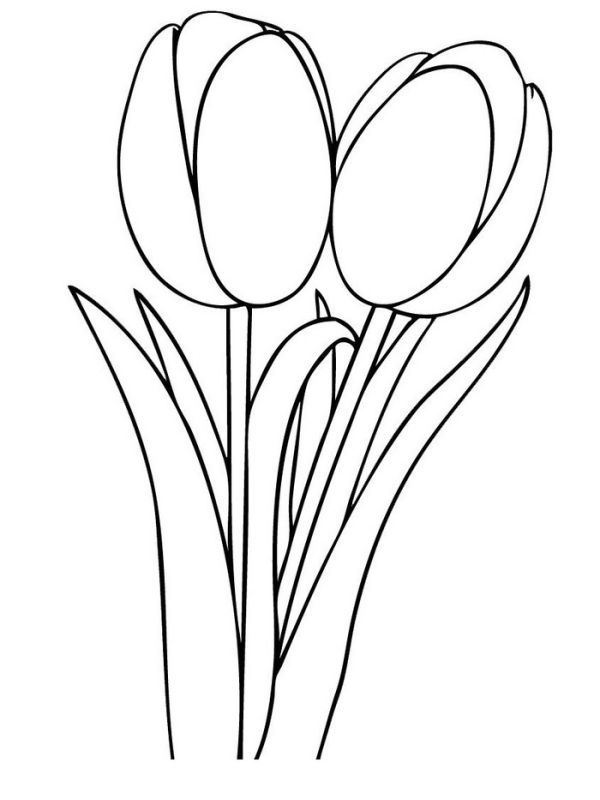 Beautiful tulip coloring pages collection pdf