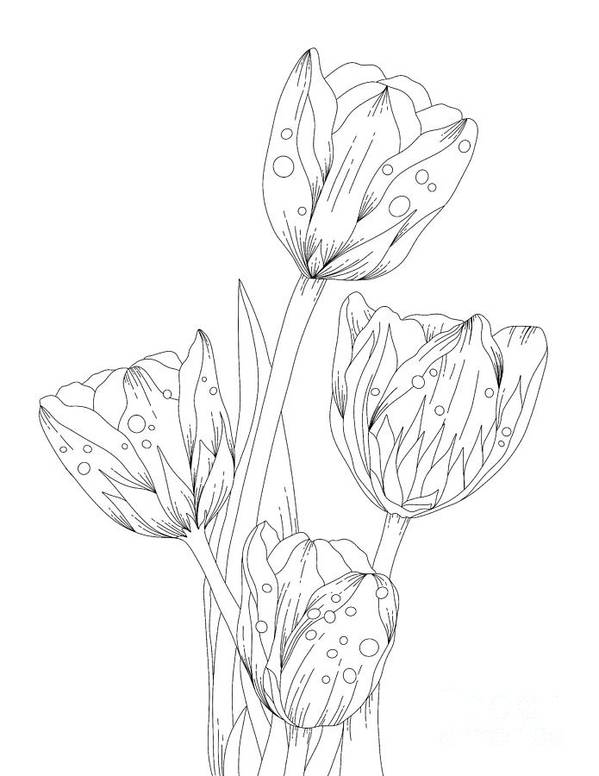 Tulips coloring page wall art black and white drawing art print by lisa brando