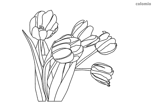 Tulips coloring pages free printable tulip coloring sheets