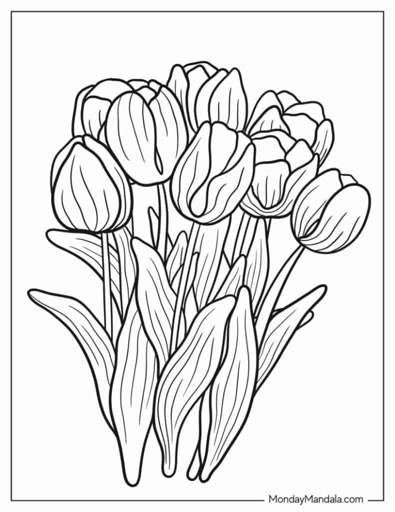 Tulip coloring pages free pdf printables