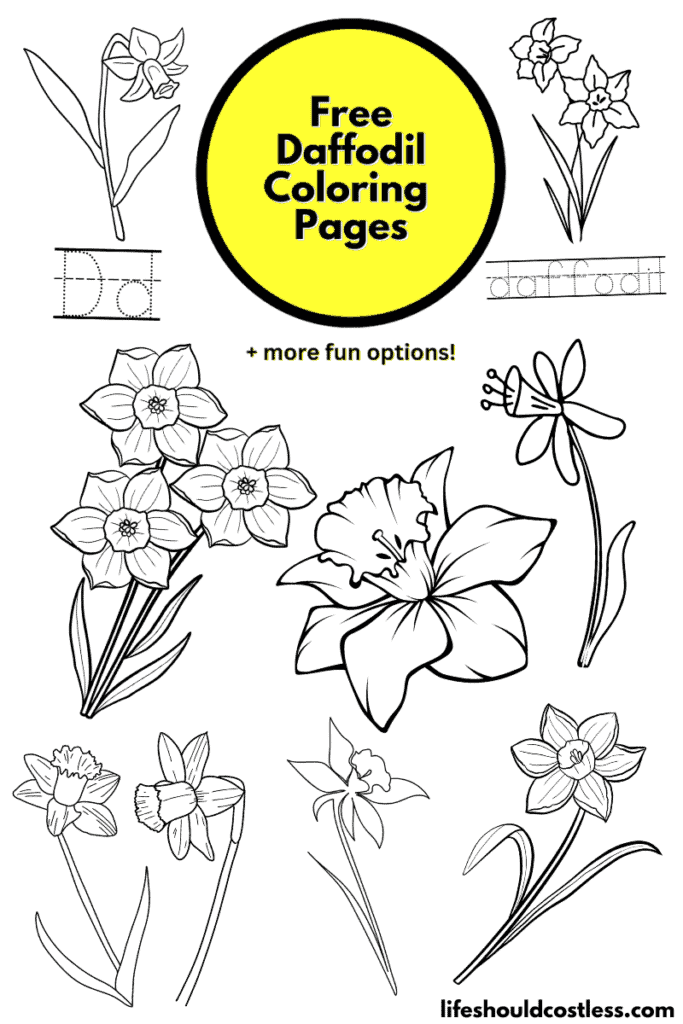 Daffodil coloring pages free printable pdf templates