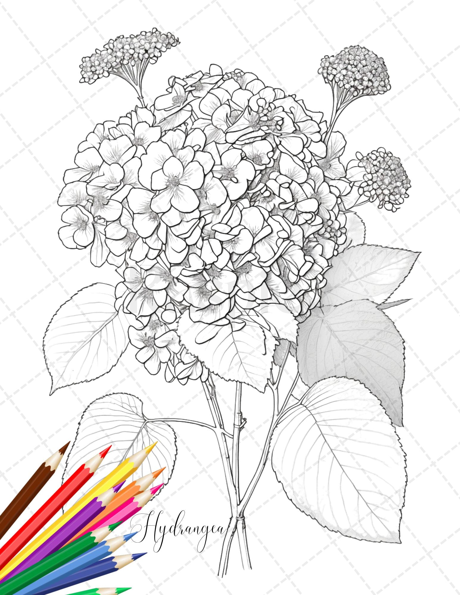 Botanical flowers printable coloring pages for adults floral grays â coloring