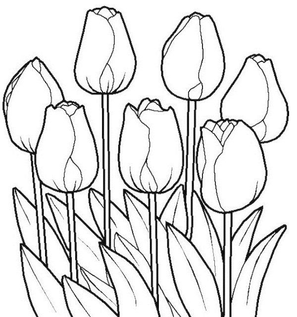 Beautiful tulip coloring pages collection pdf