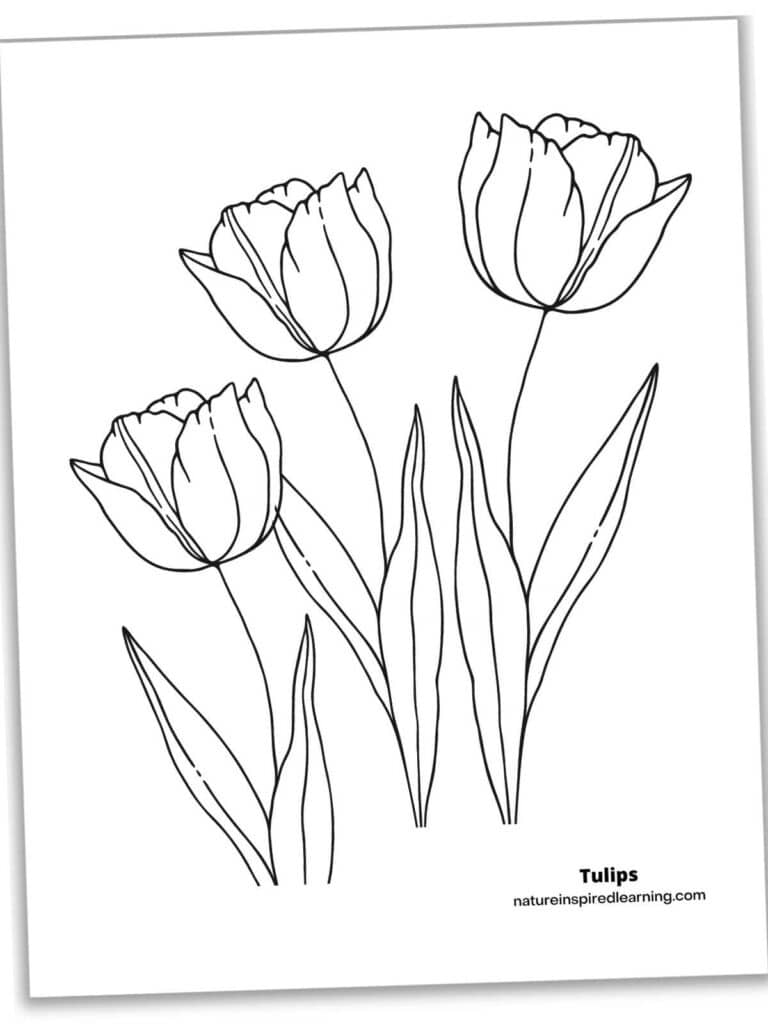 Beautiful tulip coloring pages