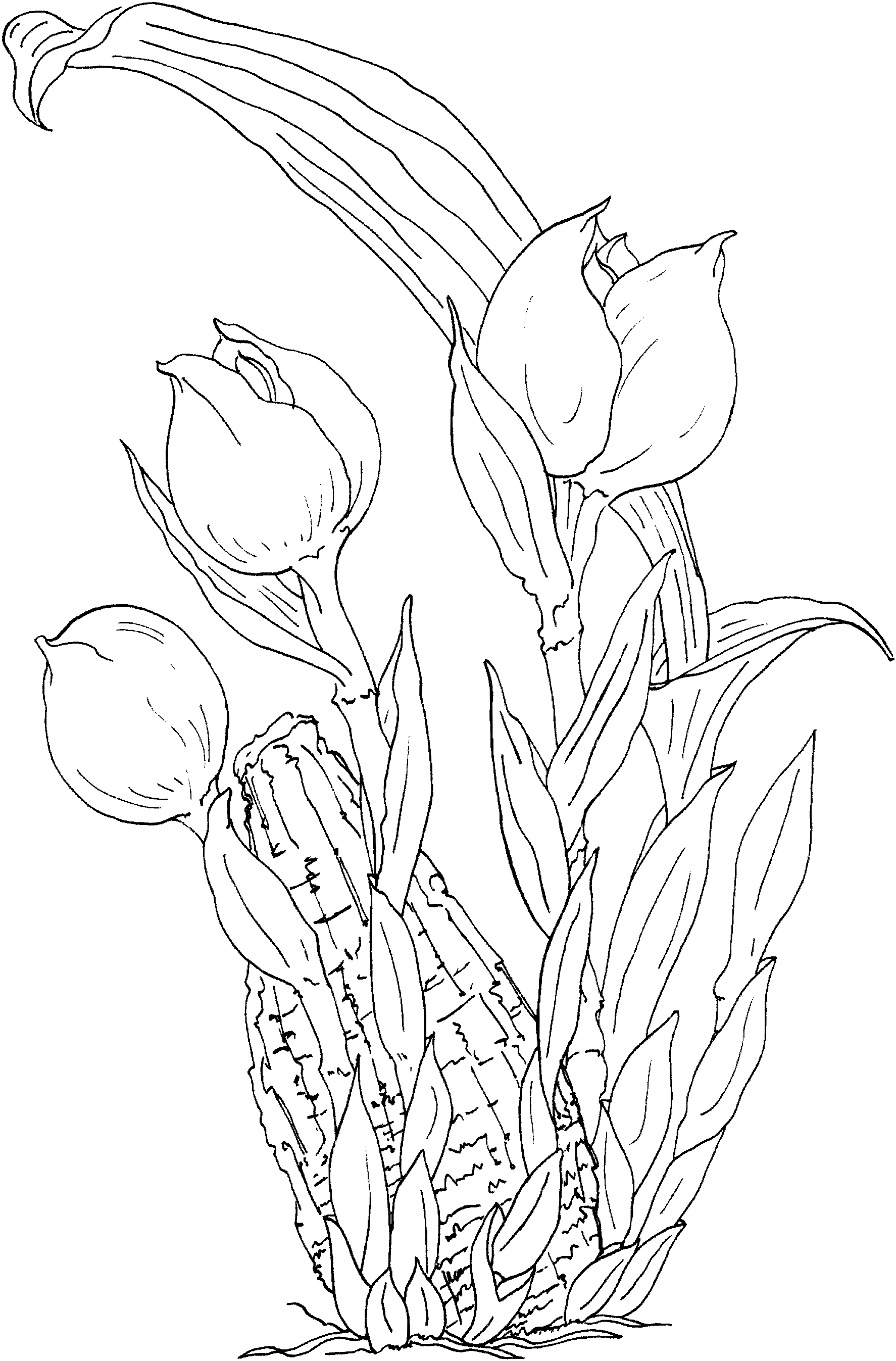 Free printable tulip coloring pages for kids