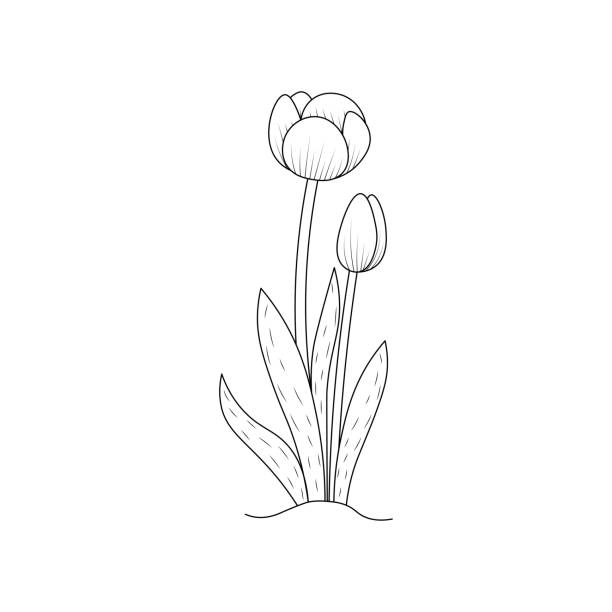 Tulip flower coloring page design for book printing template continuous black stroke stock illustration