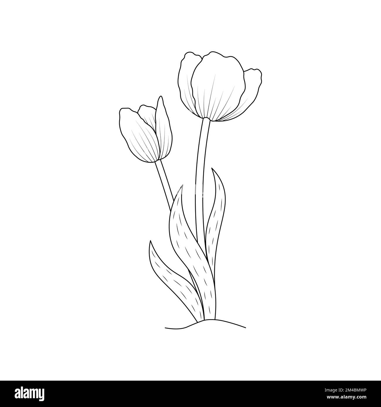 Drooping tulips stock vector images