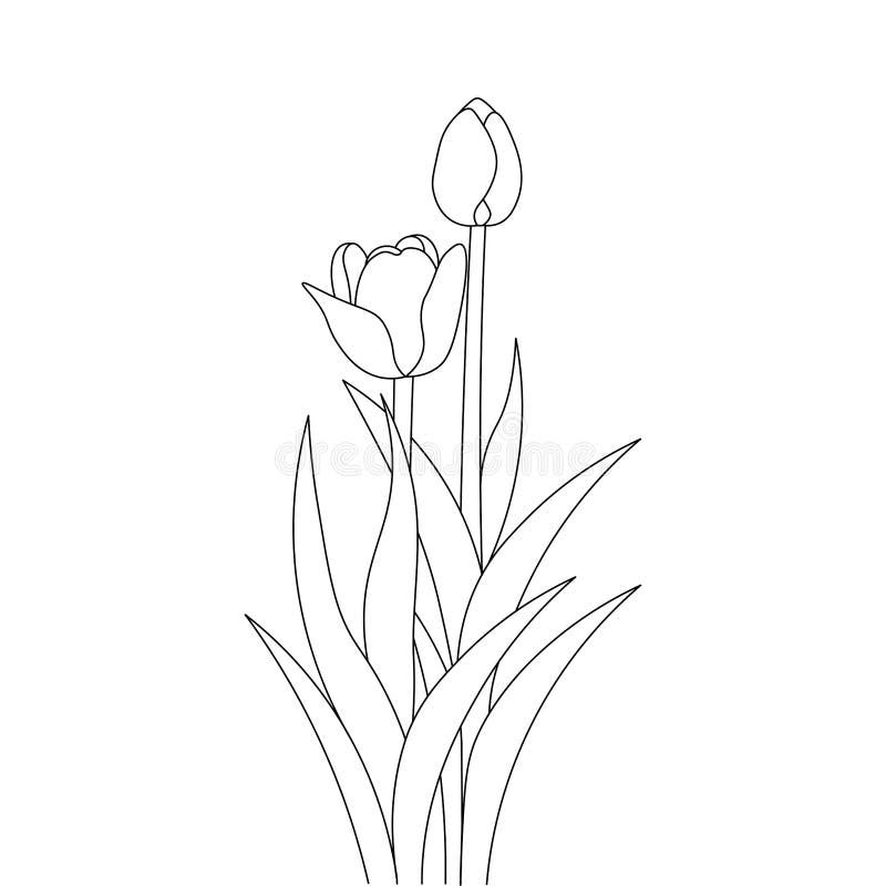 Tulip line art flower coloring page design for printing template continuous black stroke stock vector
