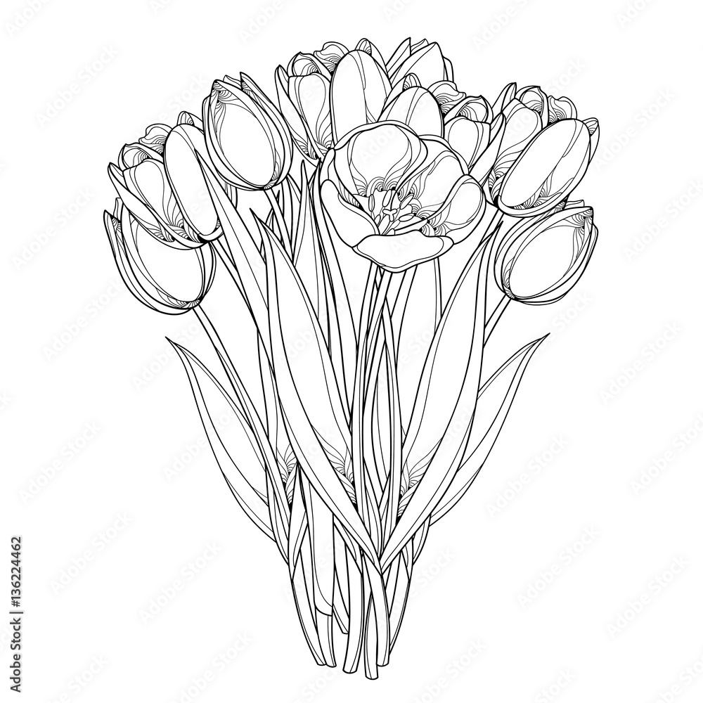 Vector bouquet with outline tulips flowers isolated on white template with ornate floral elements for spring design greeting card invitation coloring book bunch of tulip flower in contour style vector