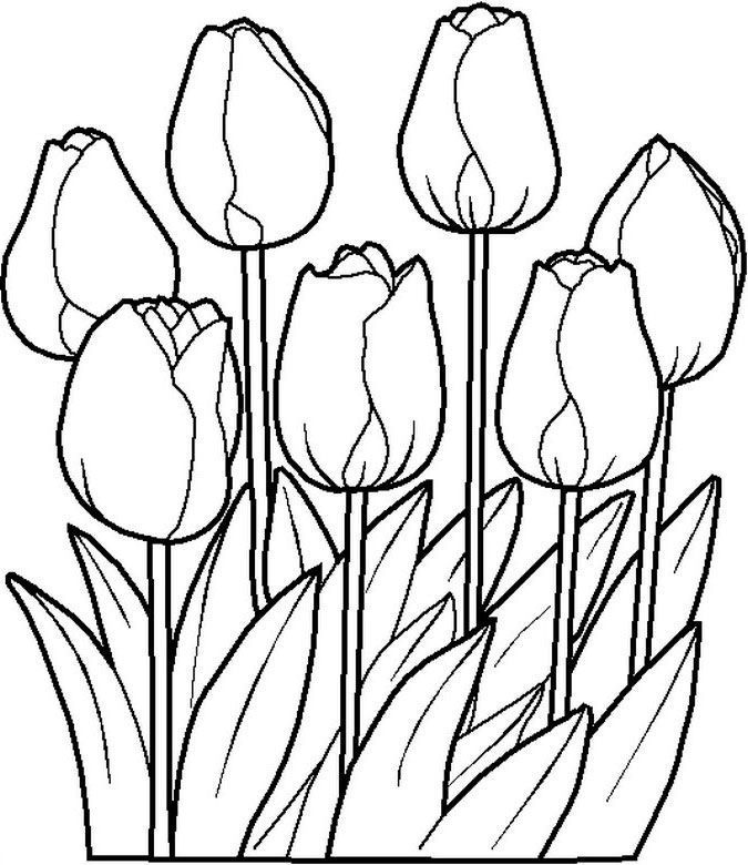 Tulipanes para imprimir flower coloring pages spring coloring pages coloring pages