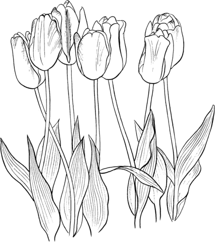 Dibujo de siete tulipanes para colorear dibujos para colorear imprimir gratis