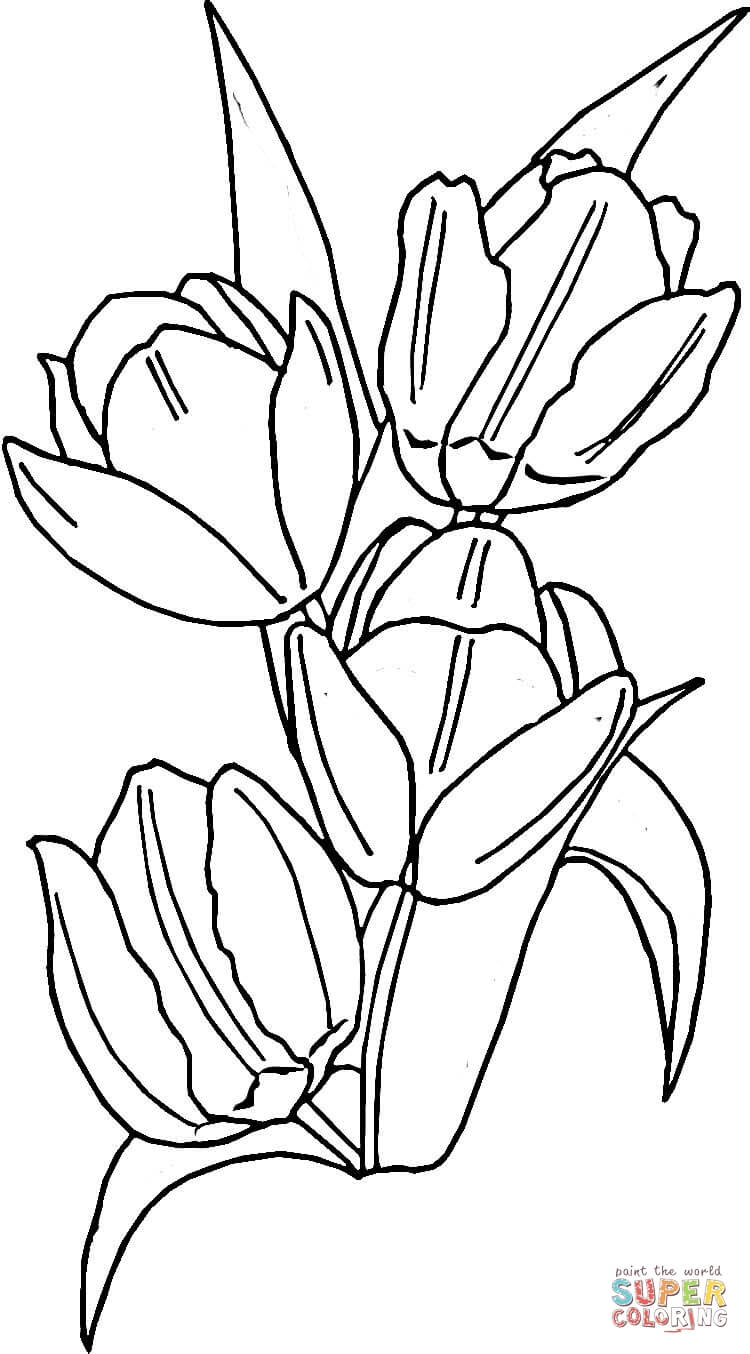 Dibujo de tulipanes para colorear dibujos para colorear imprimir gratis