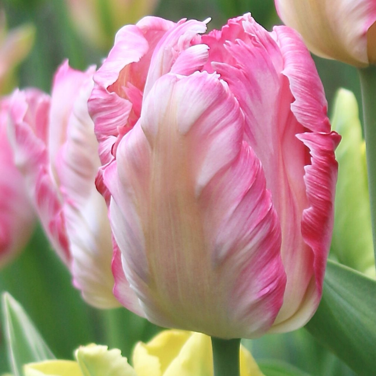 Tulip silver parrot