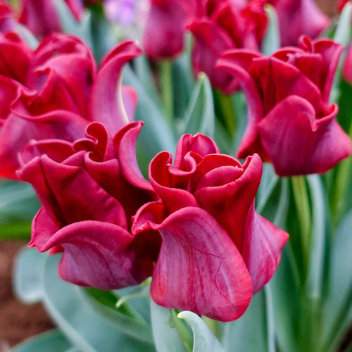 Crown tulip red dress k van bourgondien wholesale bulbs