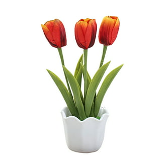 Tulipanes