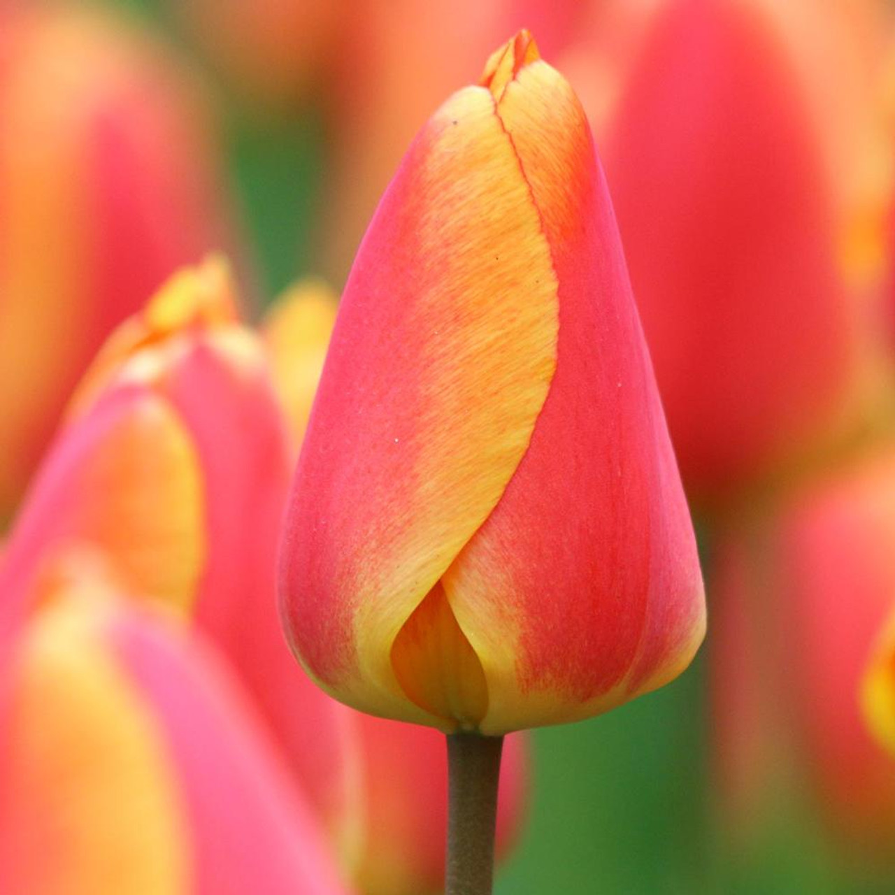 Tulip darwin hybrid oxford elite