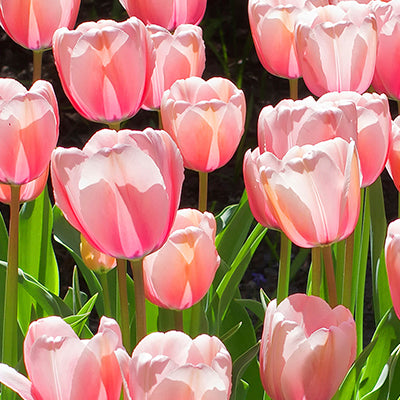 Pink tulip bulbs for sale