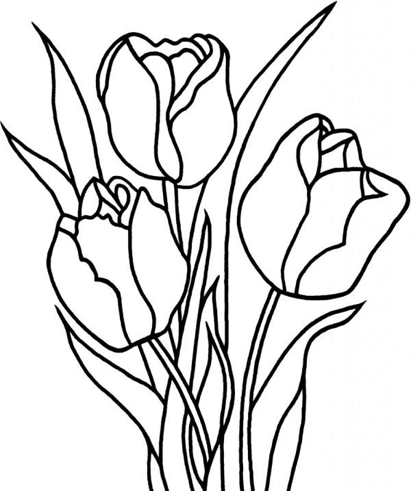 Beautiful tulip coloring pages collection pdf