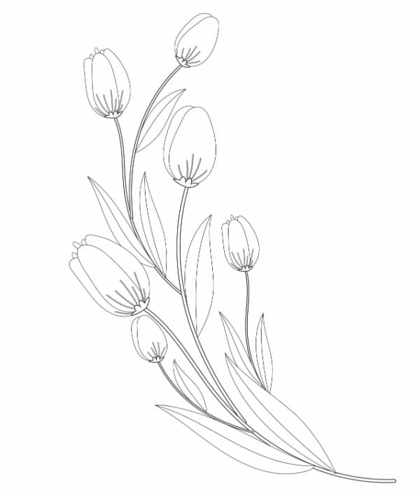 Free tulip coloring pages to print