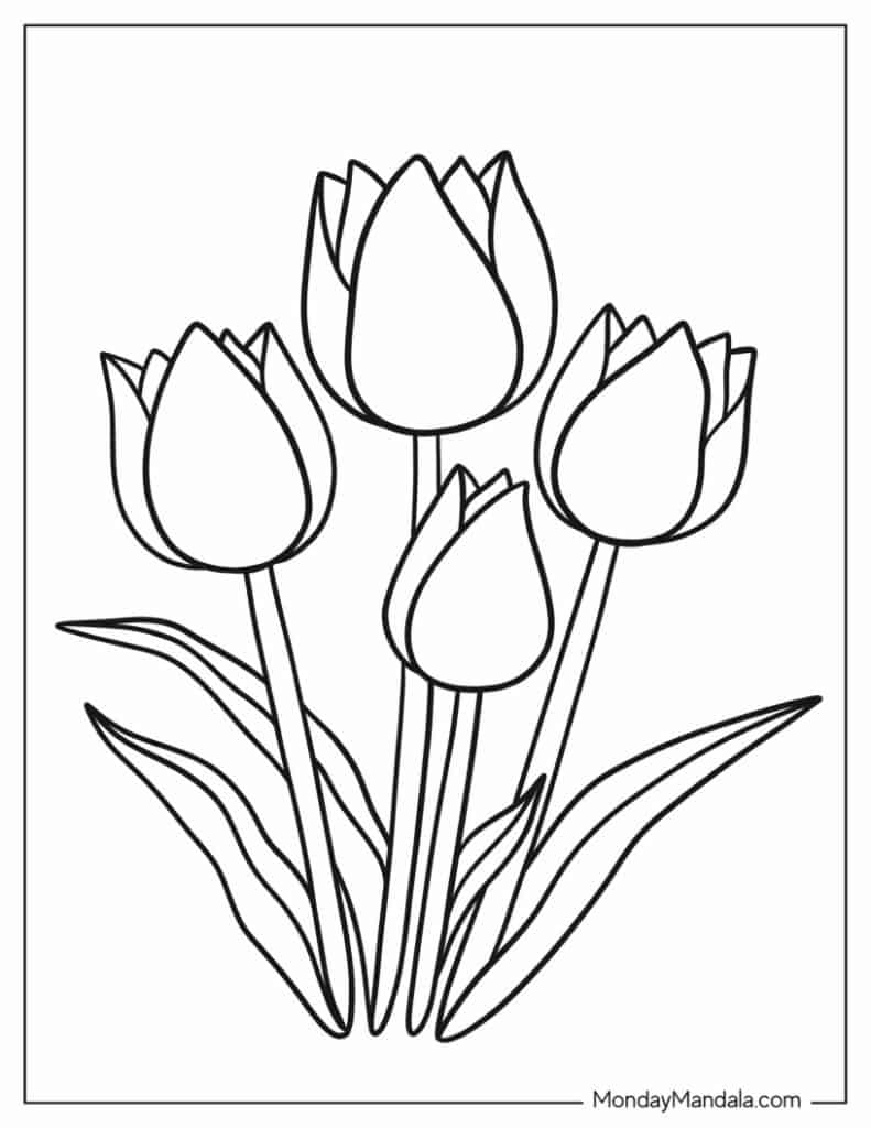 Tulip coloring pages free pdf printables