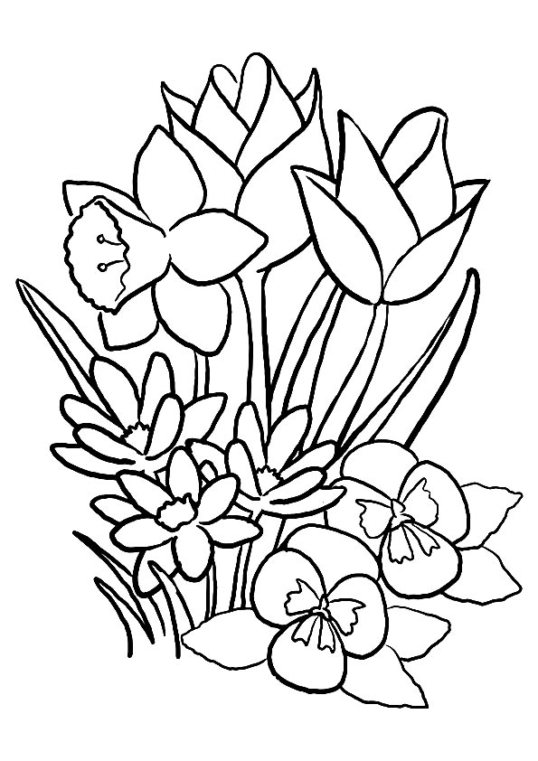 Coloring pages tulip coloring page