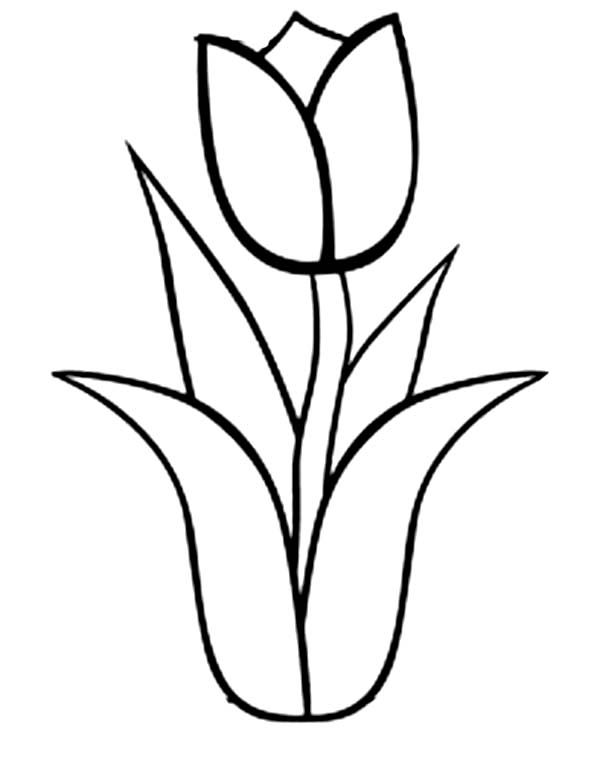 Tulip nature â free printable coloring pages