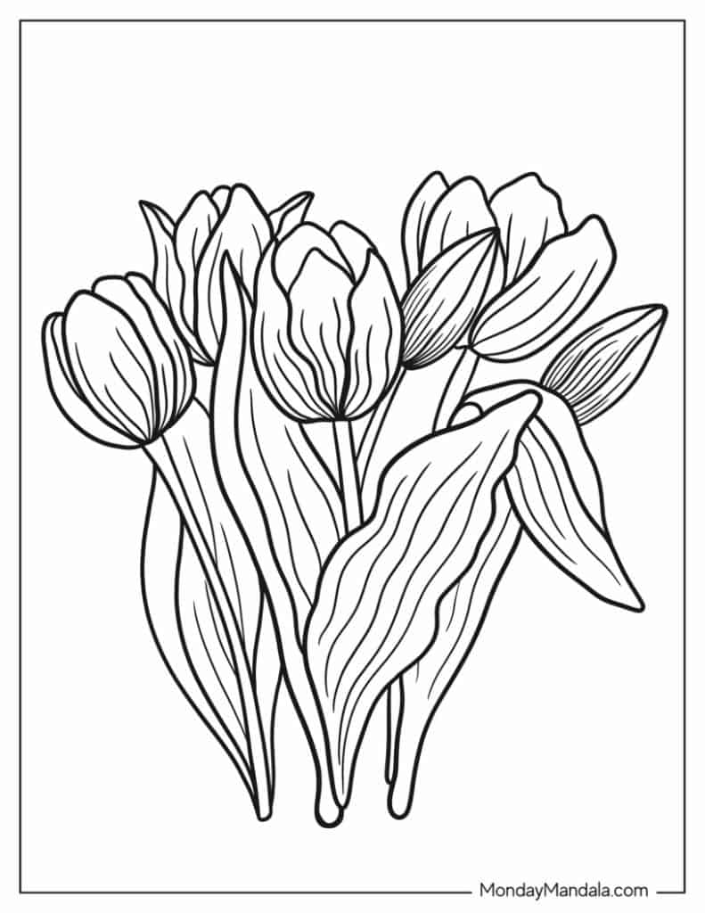 Tulip coloring pages free pdf printables