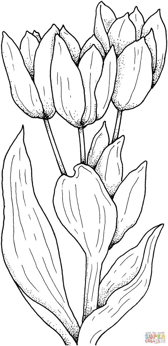 Tulips flower coloring page free printable coloring pages printable flower coloring pages flower coloring pages flower drawing