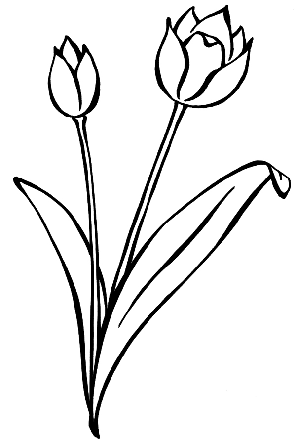 Tulip coloring pages free printable coloring pages for kids