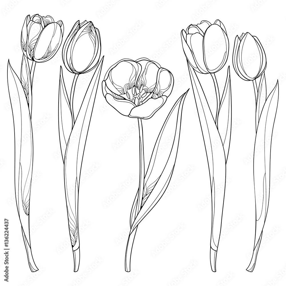 Vector set with outline tulips flowers isolated on white template with ornate floral elements for spring design greeting card invitation or coloring book tulip flower in contour style vector