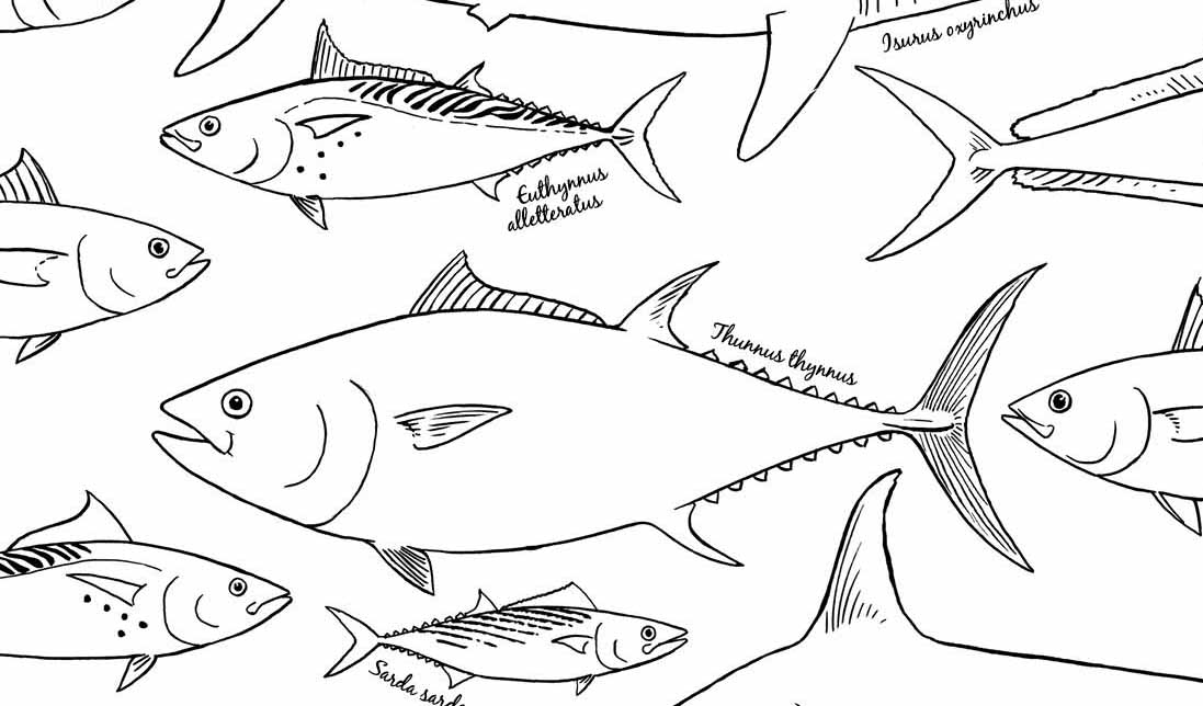 Color these large pelagic fish downloadable pdf