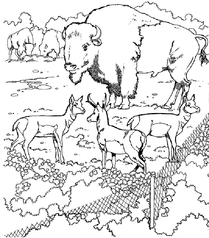 Tundra coloring pages