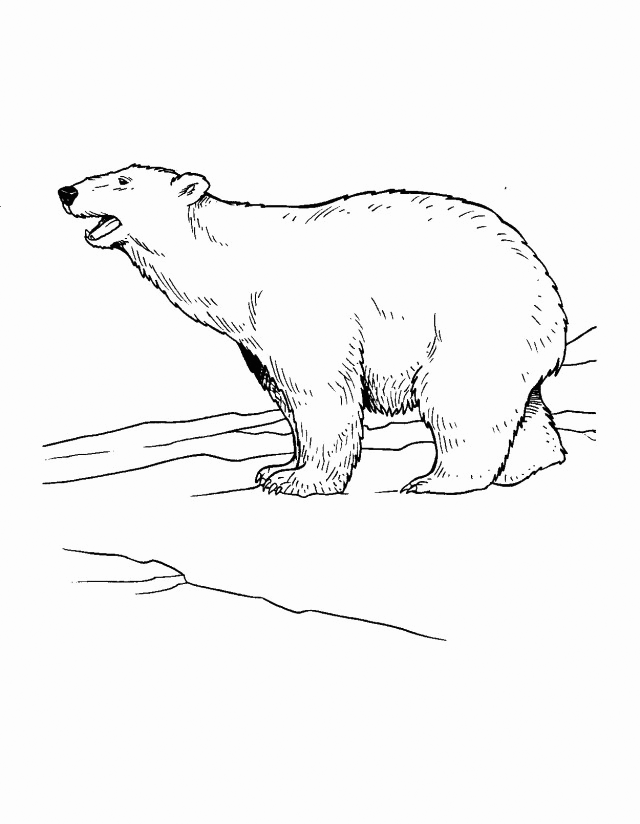 Tundra coloring pages