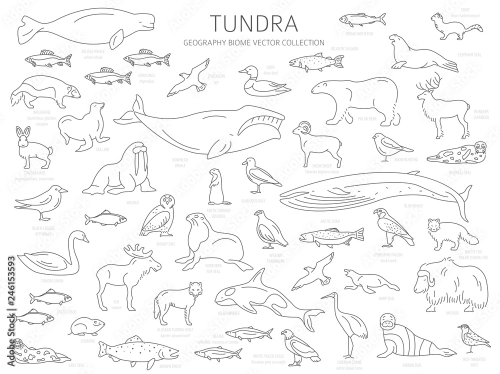 Tundra biome simple line style terrestrial ecosystem world map arctic animals birds fish and plants infographic design vector