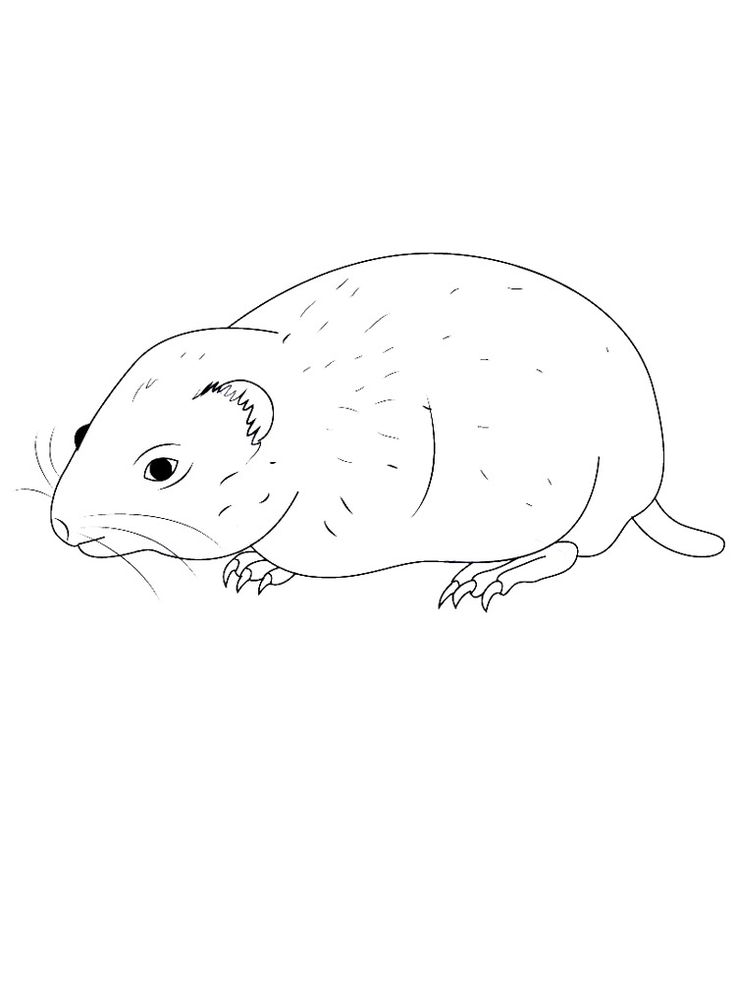 Tundra coloring pages