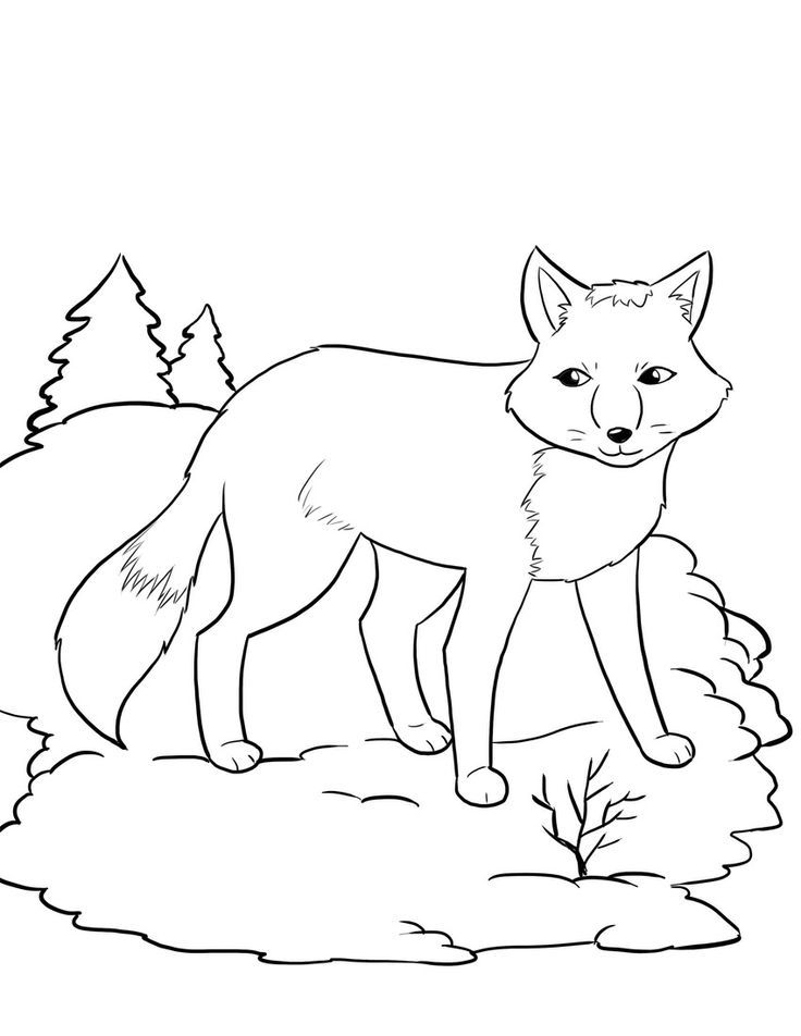 Tundra coloring pages