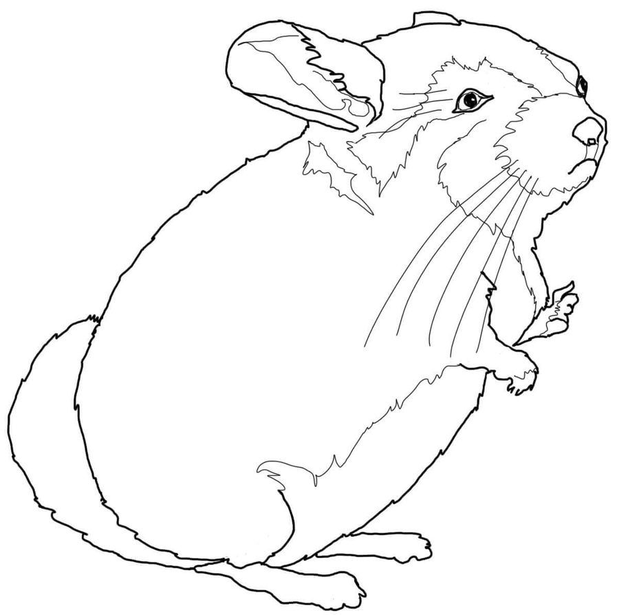 Tundra coloring pages