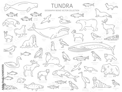 Tundra biome simple line style terrestrial ecosystem world map arctic animals birds fish and plants infographic design vector