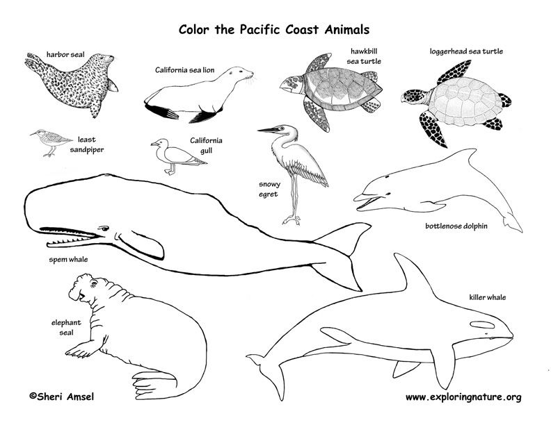 Arctic tundra animals coloring pages sketch coloring page fish coloring page coloring pages animal coloring pages