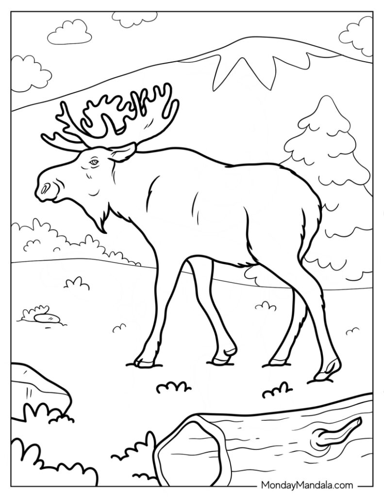 Moose coloring pages free pdf printables