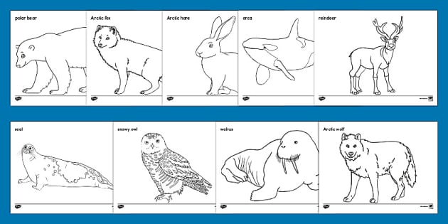 Arctic animals loring sheet teacher made