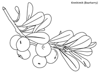 Arctic tundra plant pages