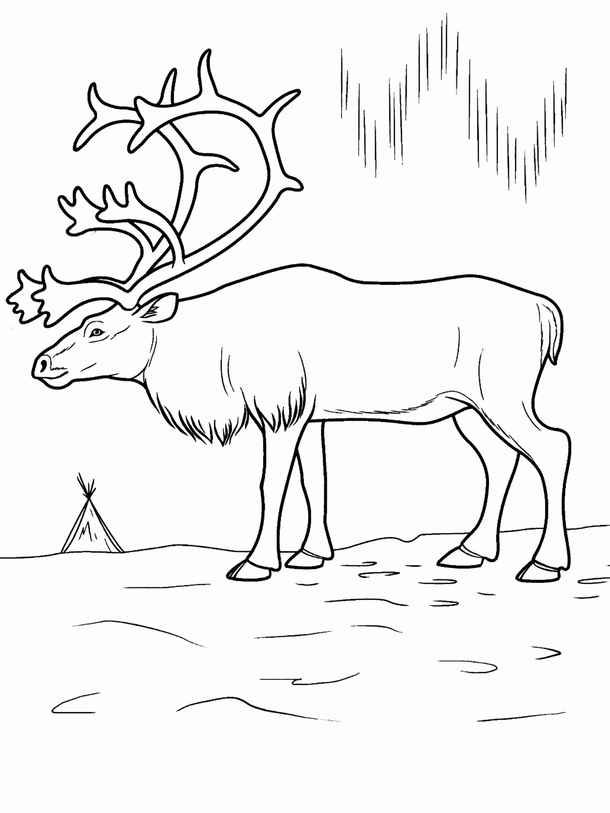 Arctic animals coloring pages