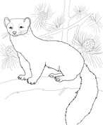 Tundra animals coloring pages free printable pictures