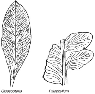 Carboniferous period