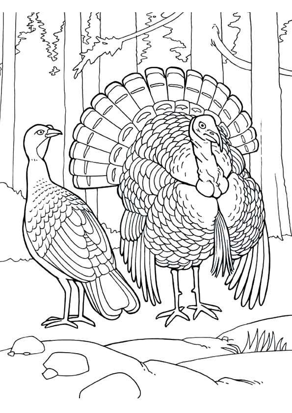 Coloring page animal coloring pages turkey coloring pages bird coloring pages